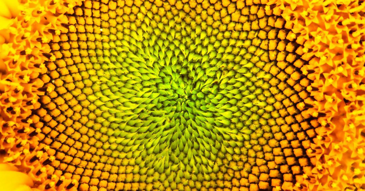 Fibonacci Sequence Graph